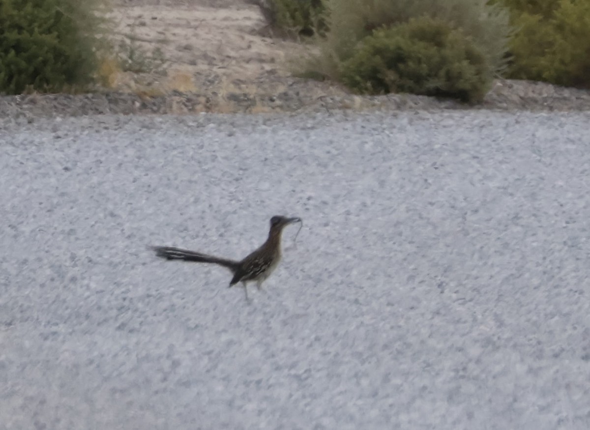 Greater Roadrunner - Charles Campbell