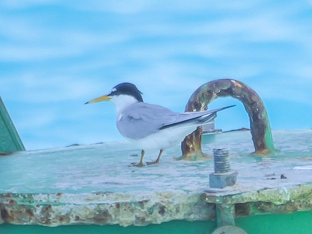 Least Tern - Roger Horn