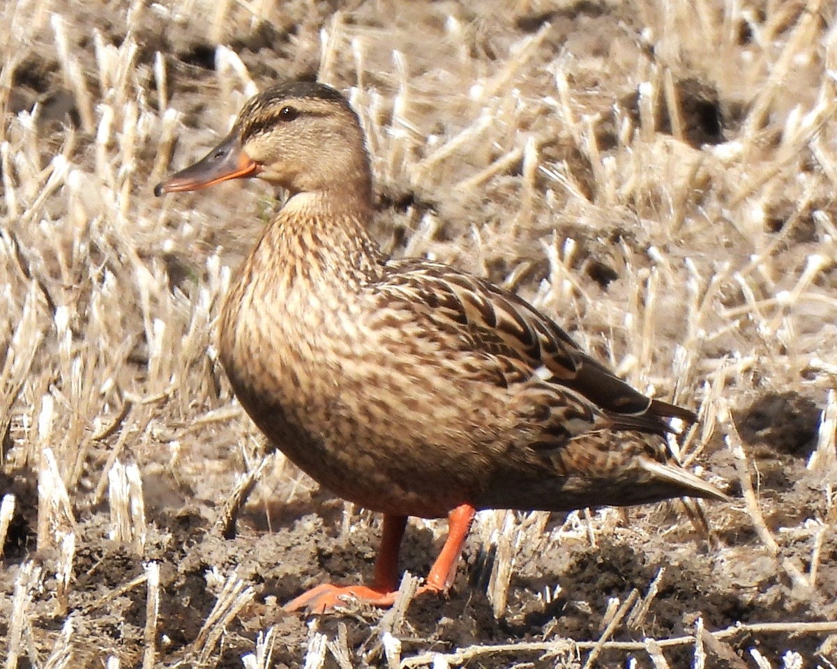 Mallard - Michael I Christie