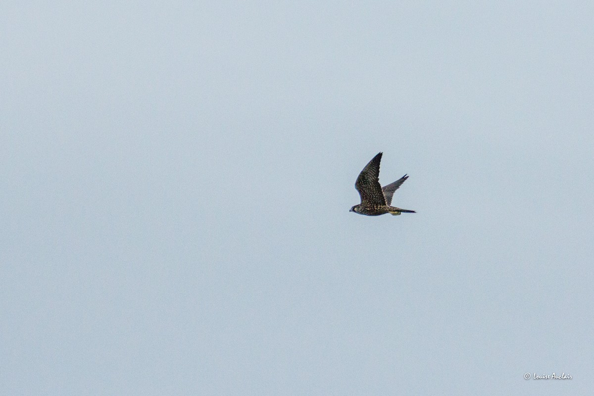 Peregrine Falcon - Louise Auclair