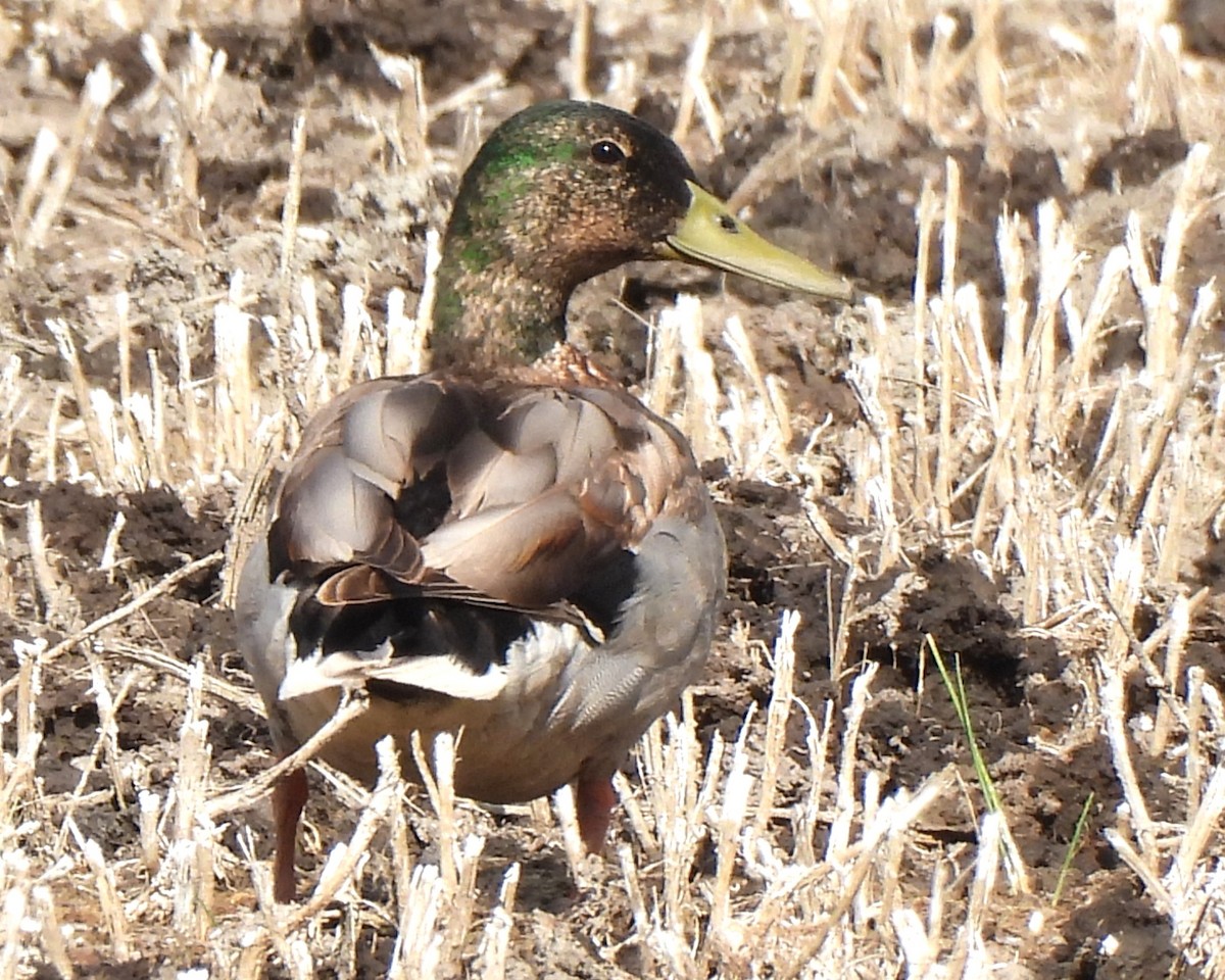 Mallard - Michael I Christie