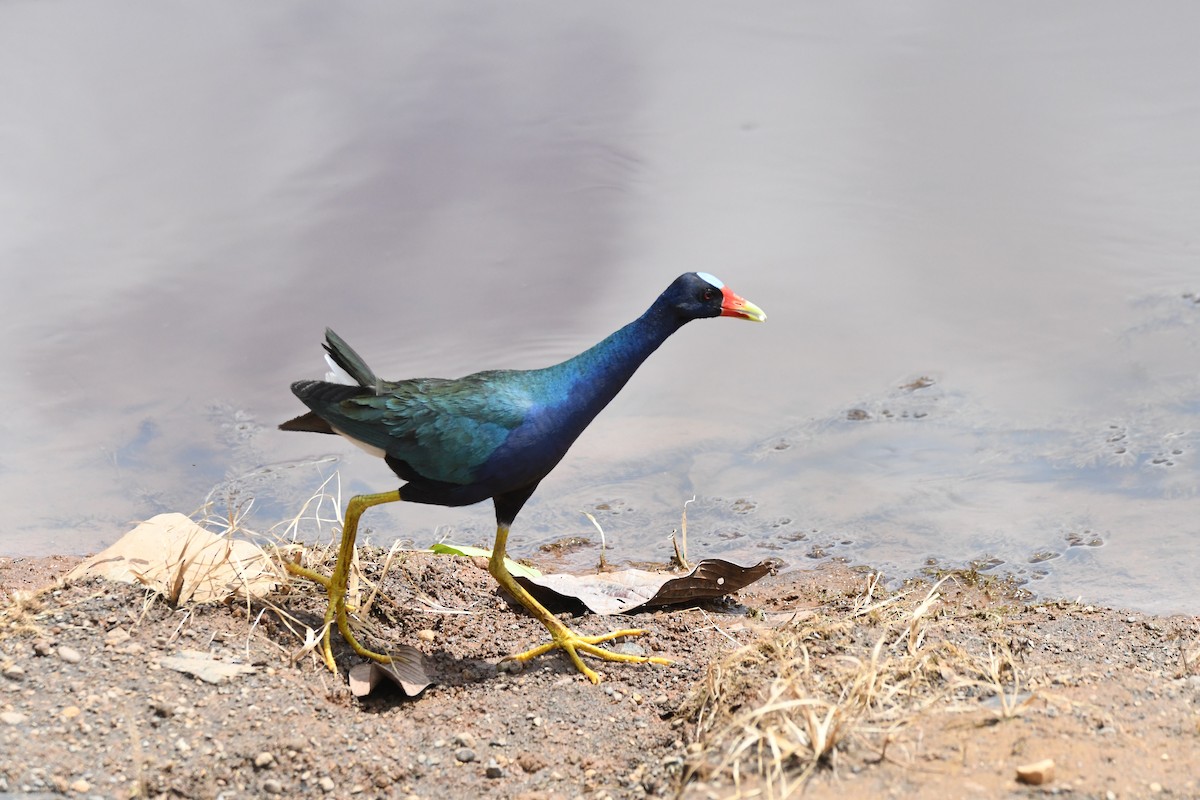 Purple Gallinule - mark perry