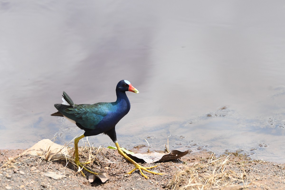 Purple Gallinule - mark perry