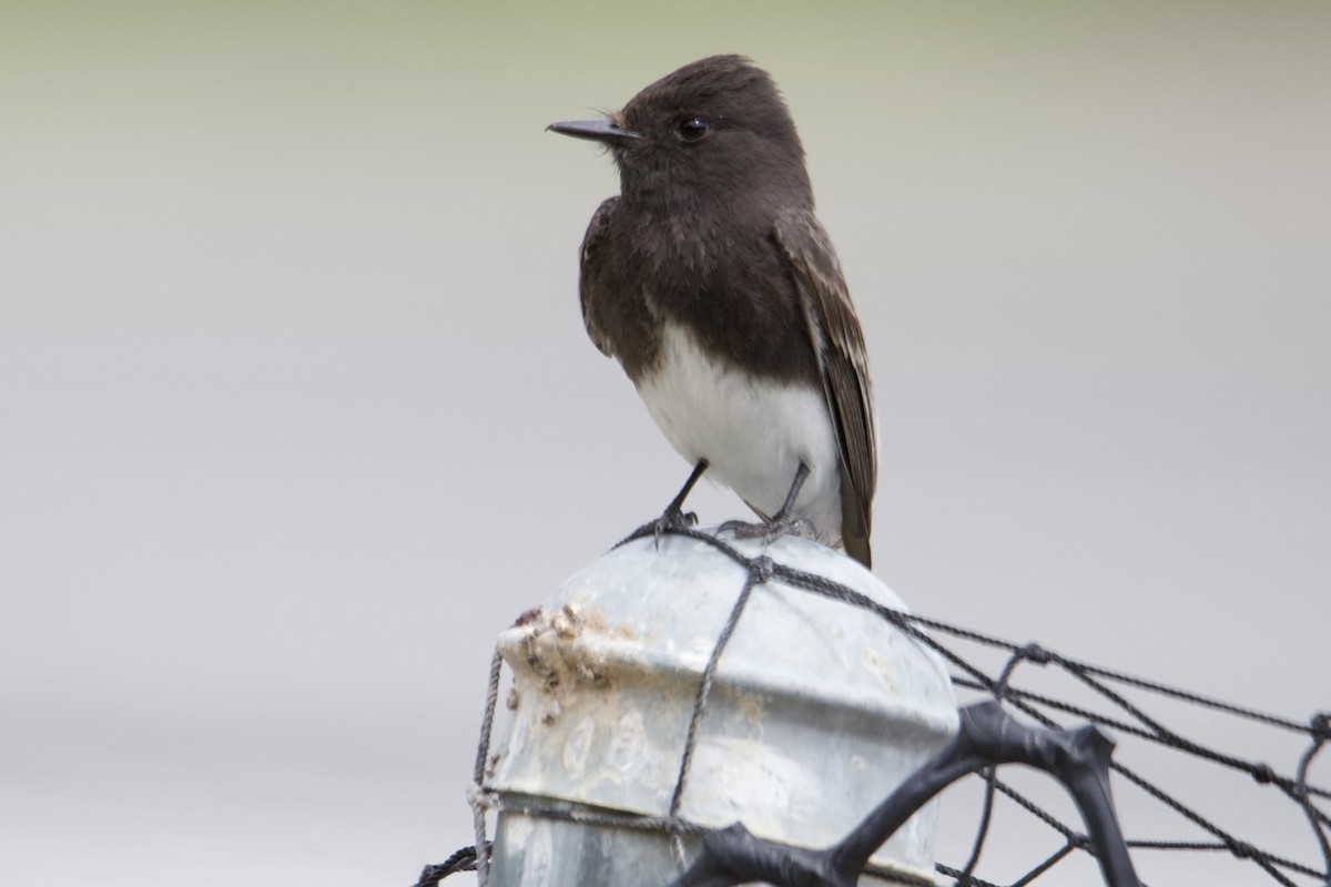 Black Phoebe - Robert Snider