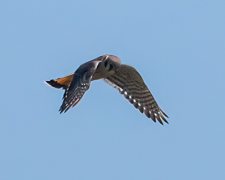 American Kestrel - Mark Singer