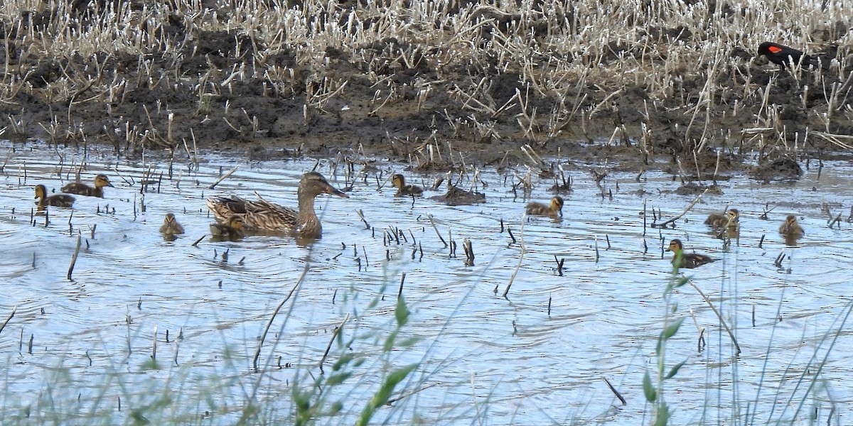 Mallard - Michael I Christie