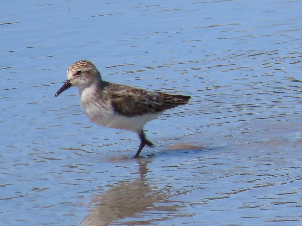 Semipalmated Sandpiper - Dick Zerger