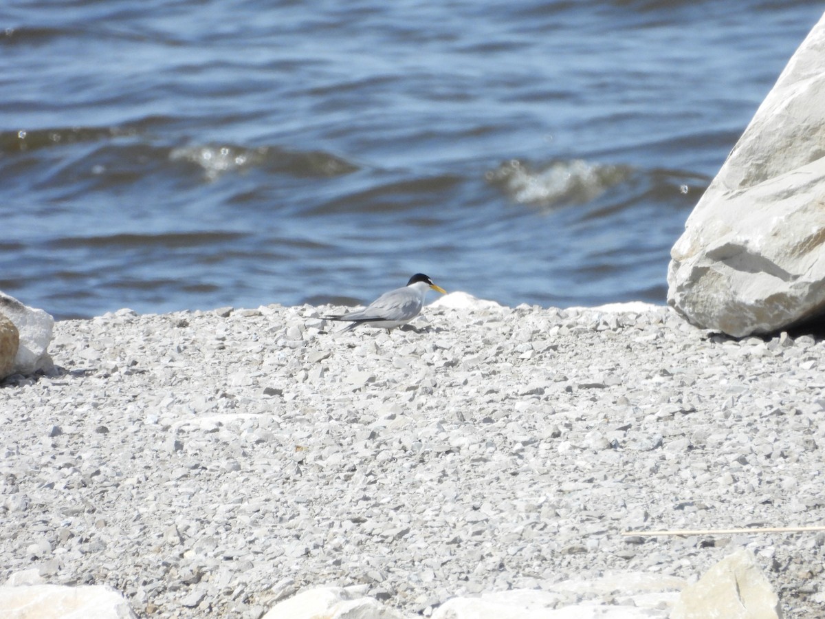 Least Tern - ML619458656