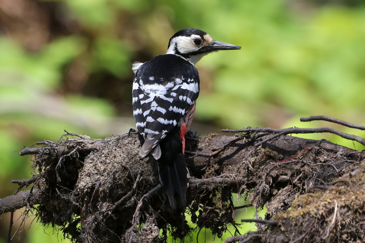 White-backed Woodpecker - Igor Dvurekov