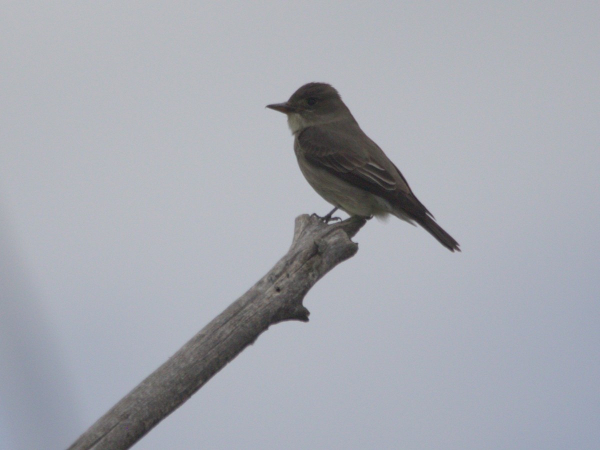 Olive-sided Flycatcher - Robert n Cynthia Danielson