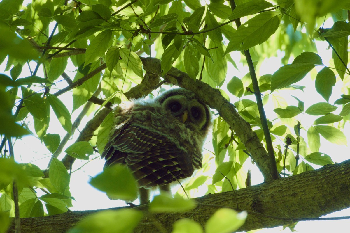 Barred Owl - ML619458662