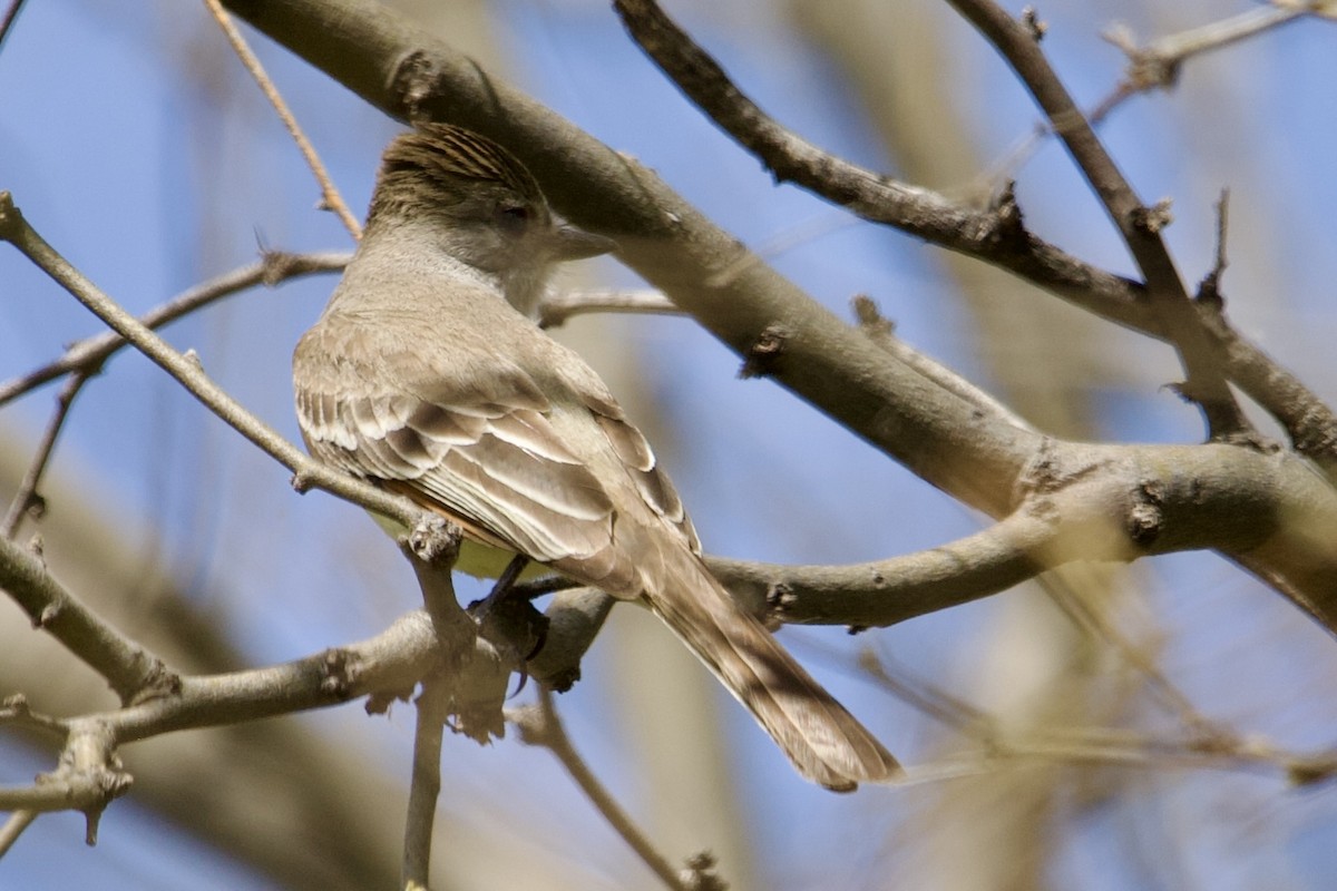 new world flycatcher sp. - Robert Snider