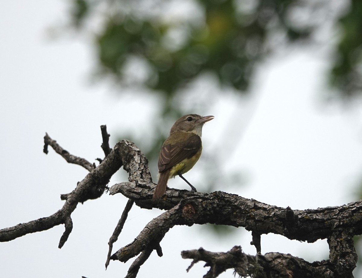 Bell's Vireo - Jane Tillman