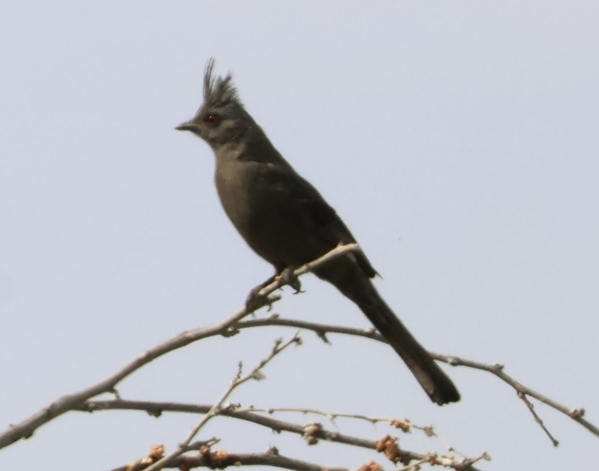 Phainopepla - Charles Campbell