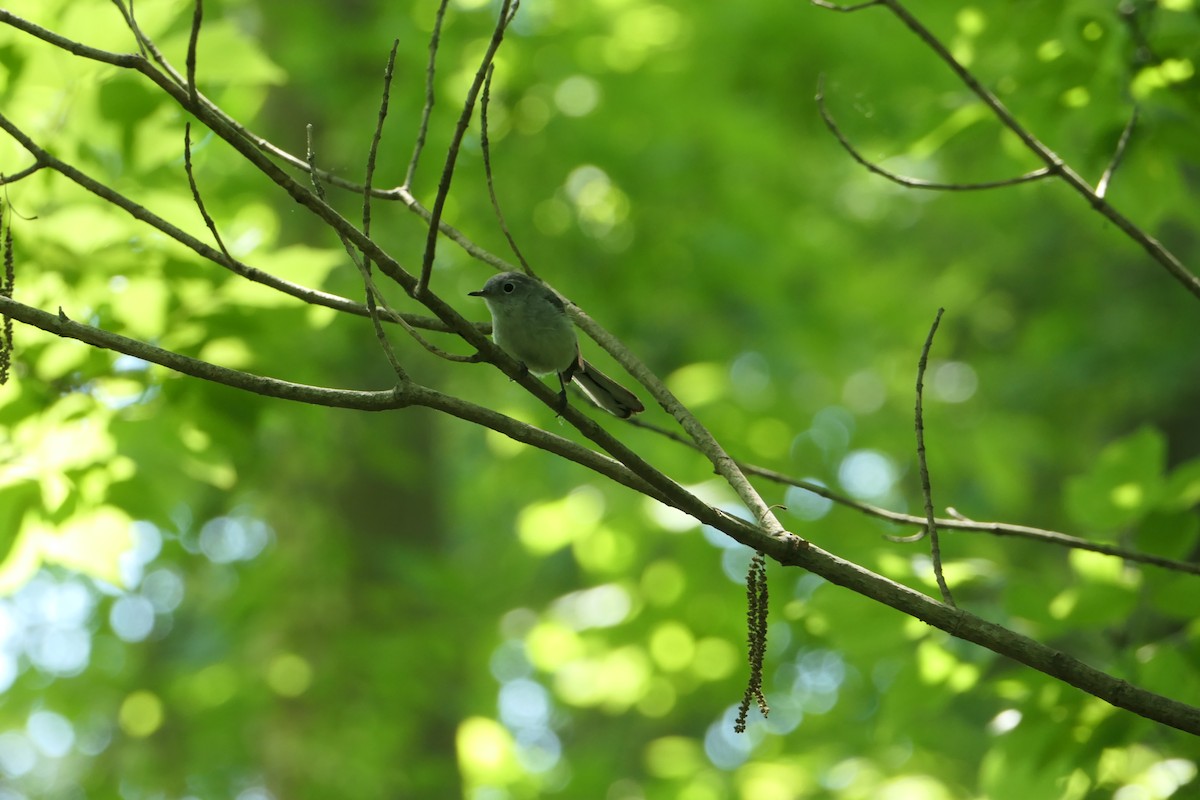 Blue-gray Gnatcatcher - Scott Harris