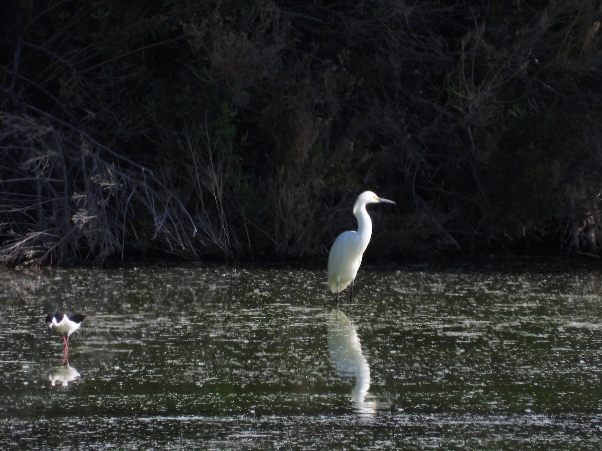 Snowy Egret - ML619458681