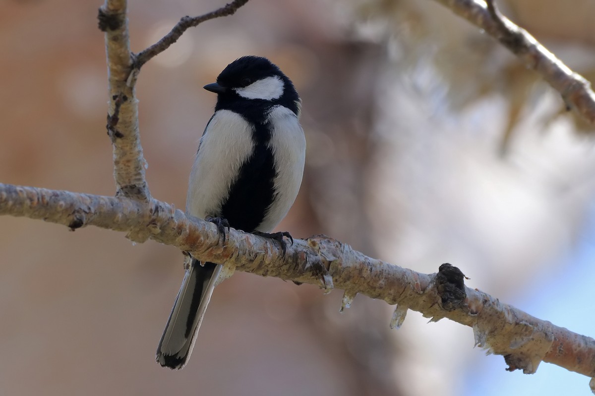 Japanese Tit - ML619458682