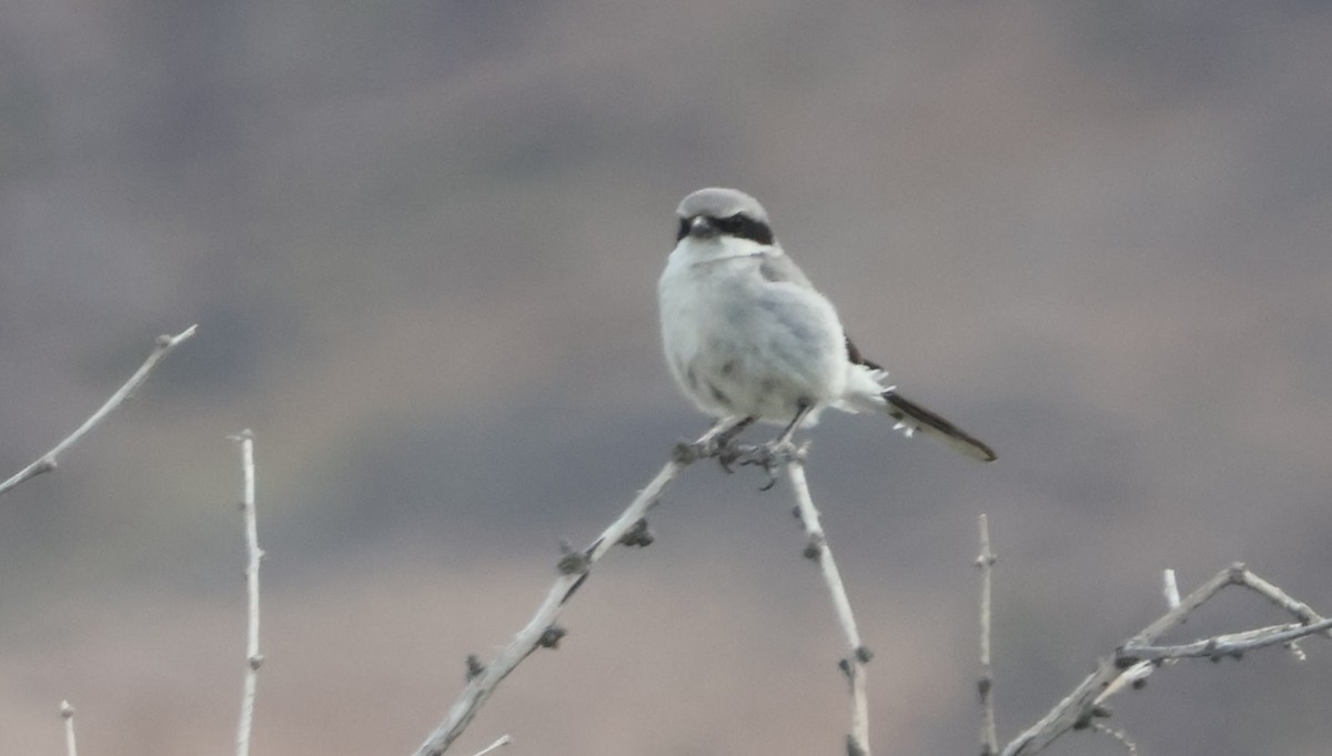 Loggerhead Shrike - Charles Campbell