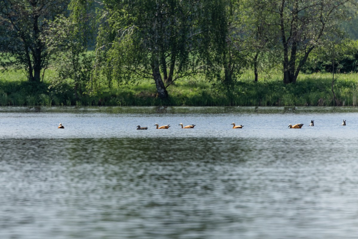 Ruddy Shelduck - Gabi Uhrova