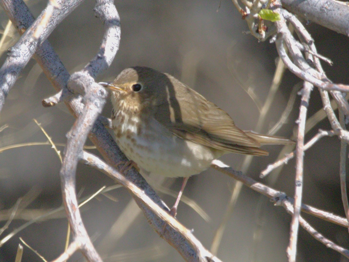 Swainson's Thrush - Robert n Cynthia Danielson