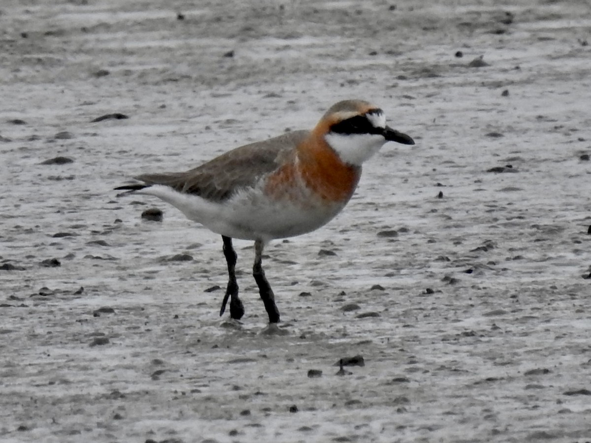 Siberian Sand-Plover - Craig Jackson