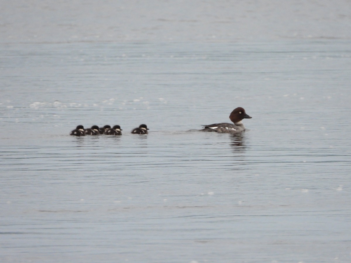 Common Goldeneye - Germain Savard