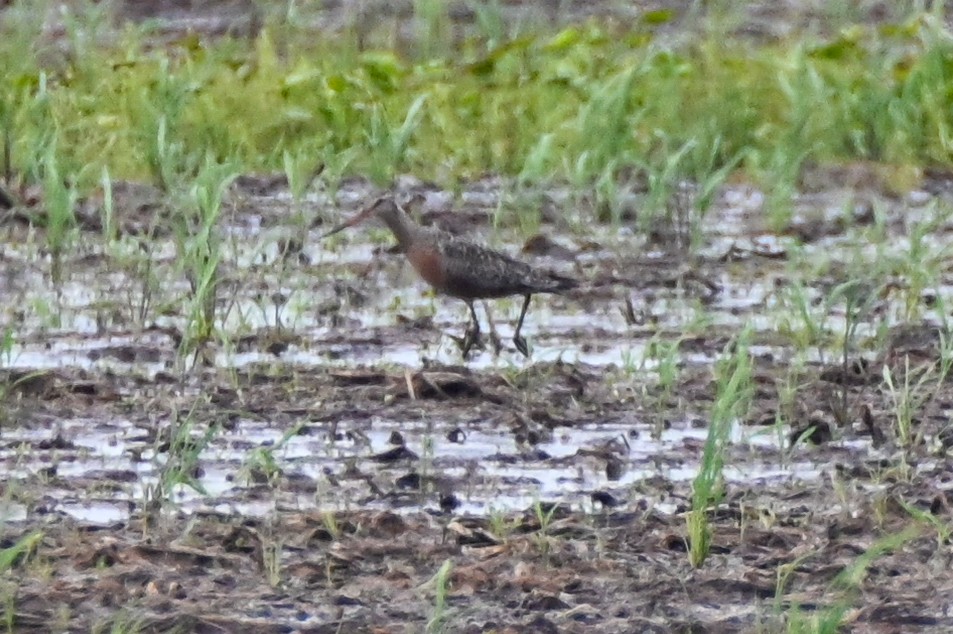 Hudsonian Godwit - ML619458705