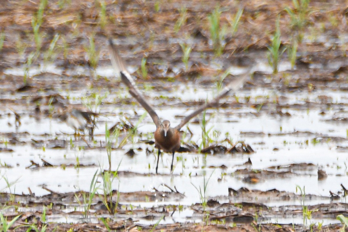 Hudsonian Godwit - Daniel Denman