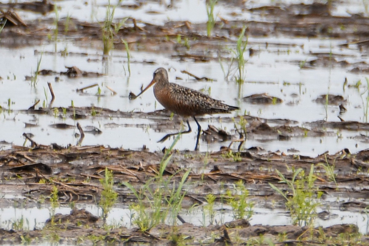 Hudsonian Godwit - Daniel Denman