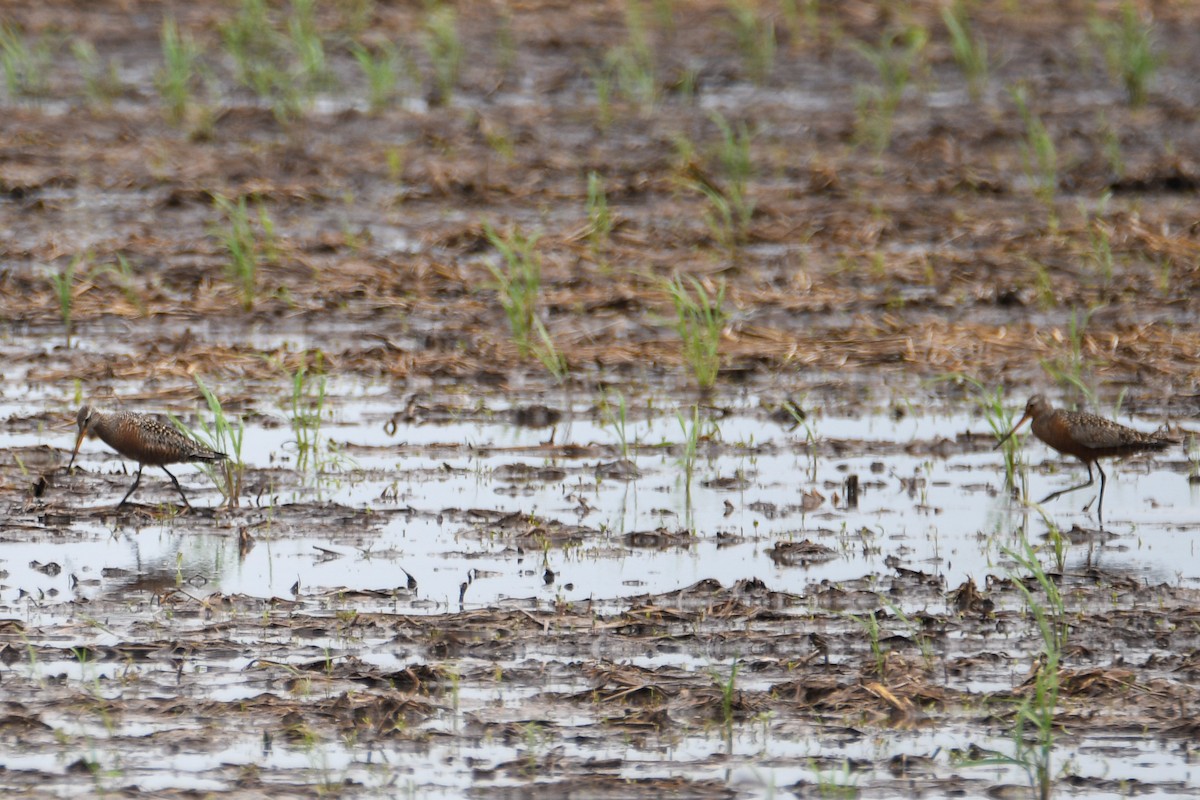 Hudsonian Godwit - ML619458708