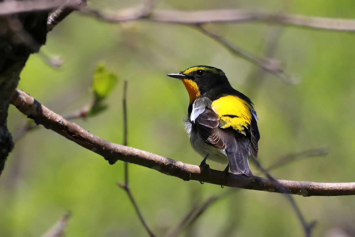 Narcissus Flycatcher - ML619458711