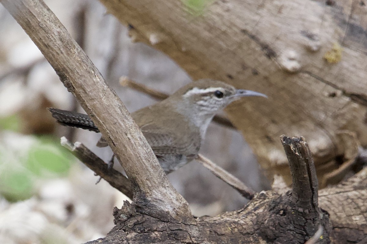 Bewick's Wren - Robert Snider