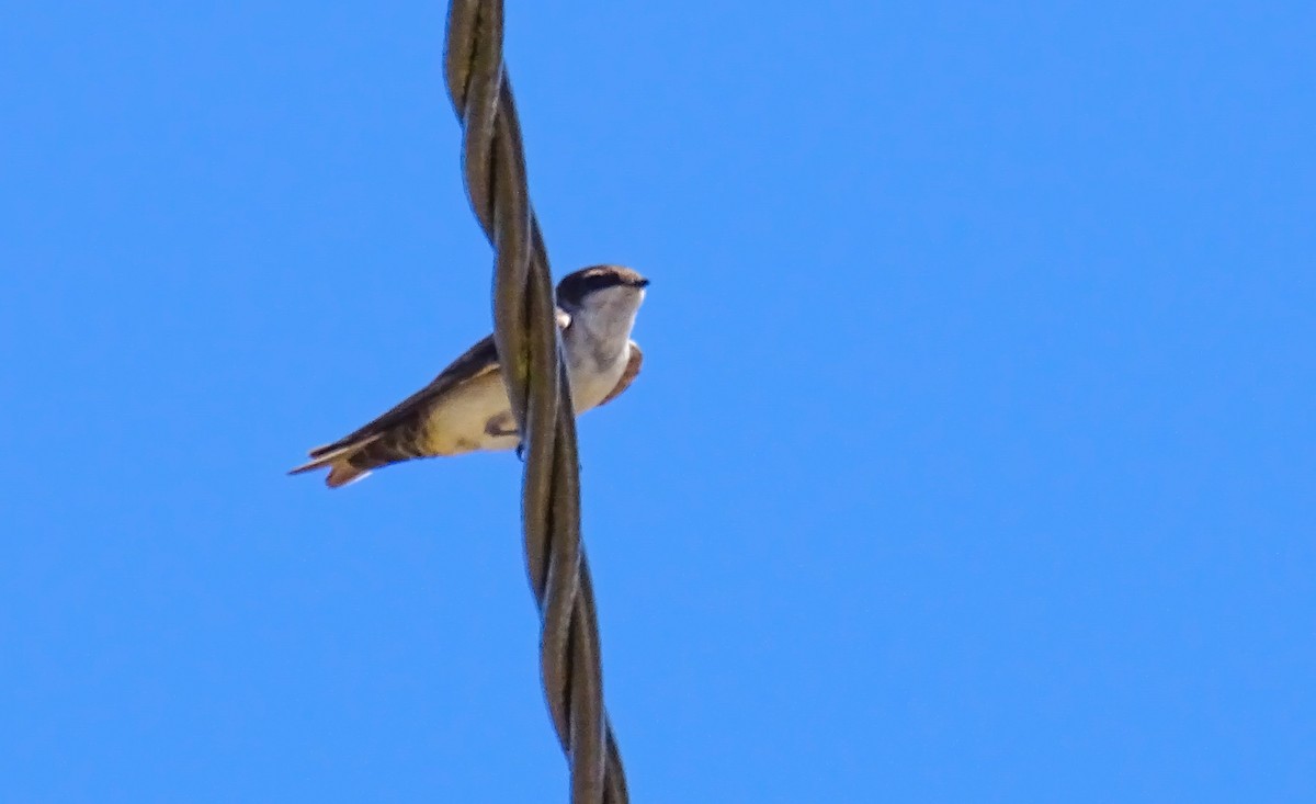 Blue-and-white Swallow (cyanoleuca) - Wilson Diaz