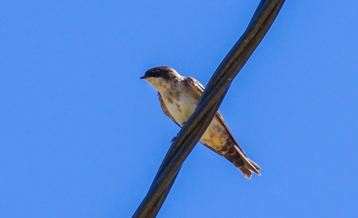 Blue-and-white Swallow (cyanoleuca) - Wilson Diaz