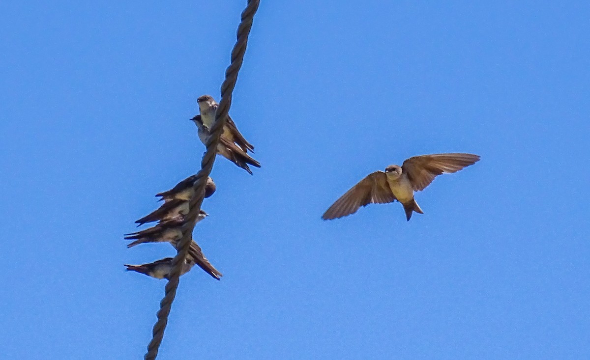 Golondrina Barranquera (cyanoleuca) - ML619458726