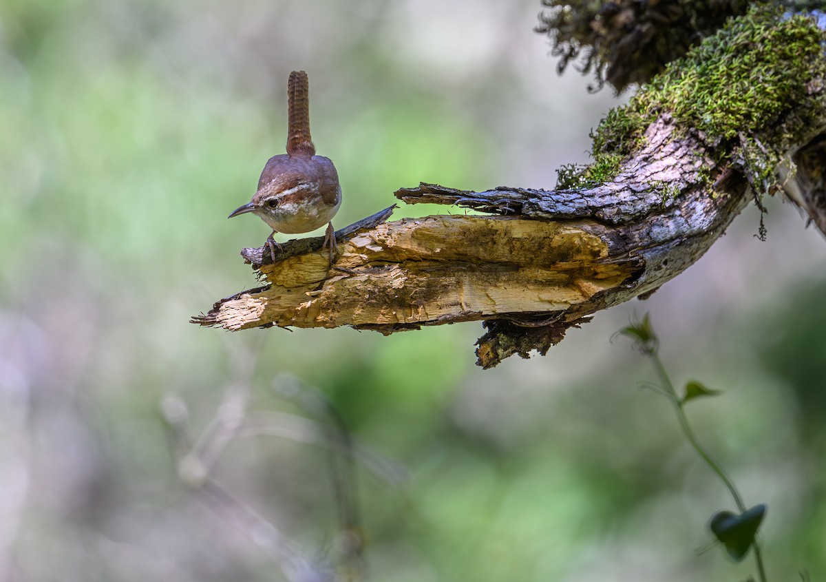 Bewick's Wren - Patti Koger