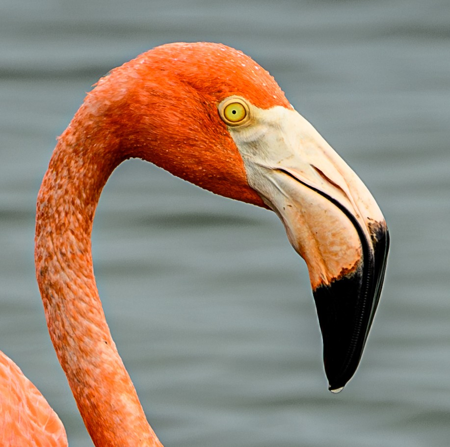 American Flamingo - Scott Holt