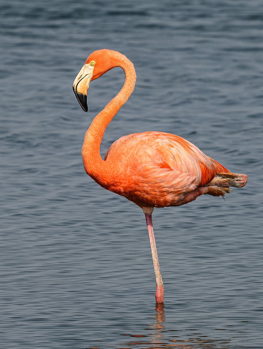 Amerika Flamingosu - ML619458735