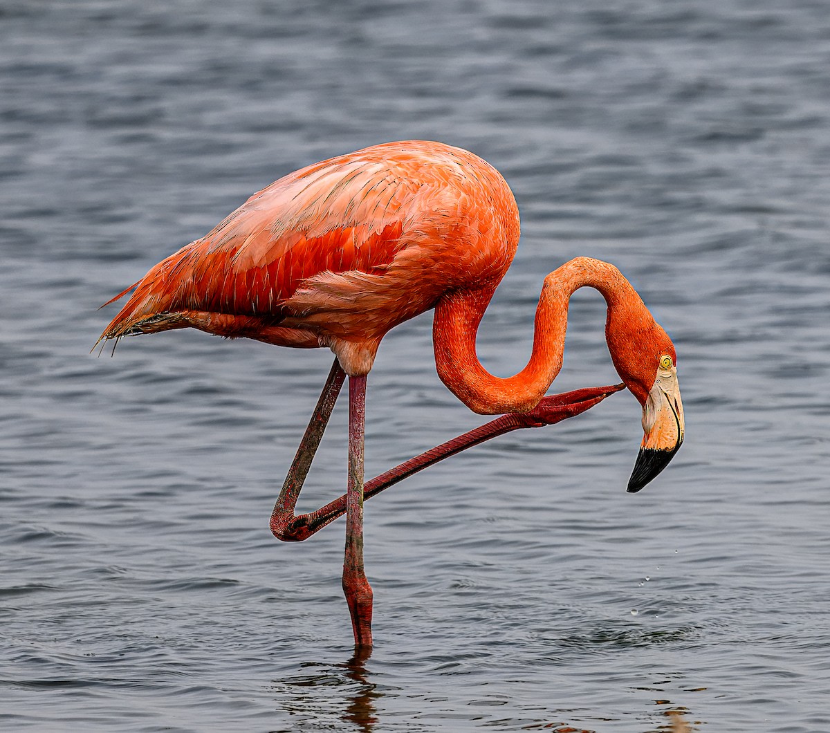 American Flamingo - Scott Holt