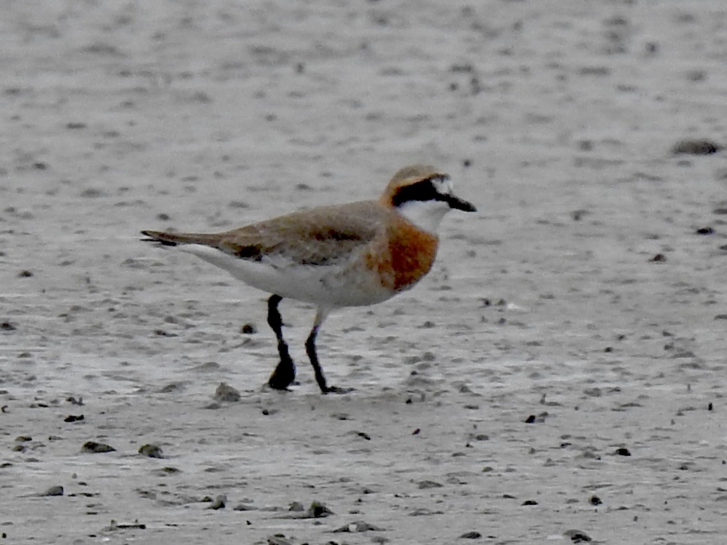 Siberian Sand-Plover - Craig Jackson