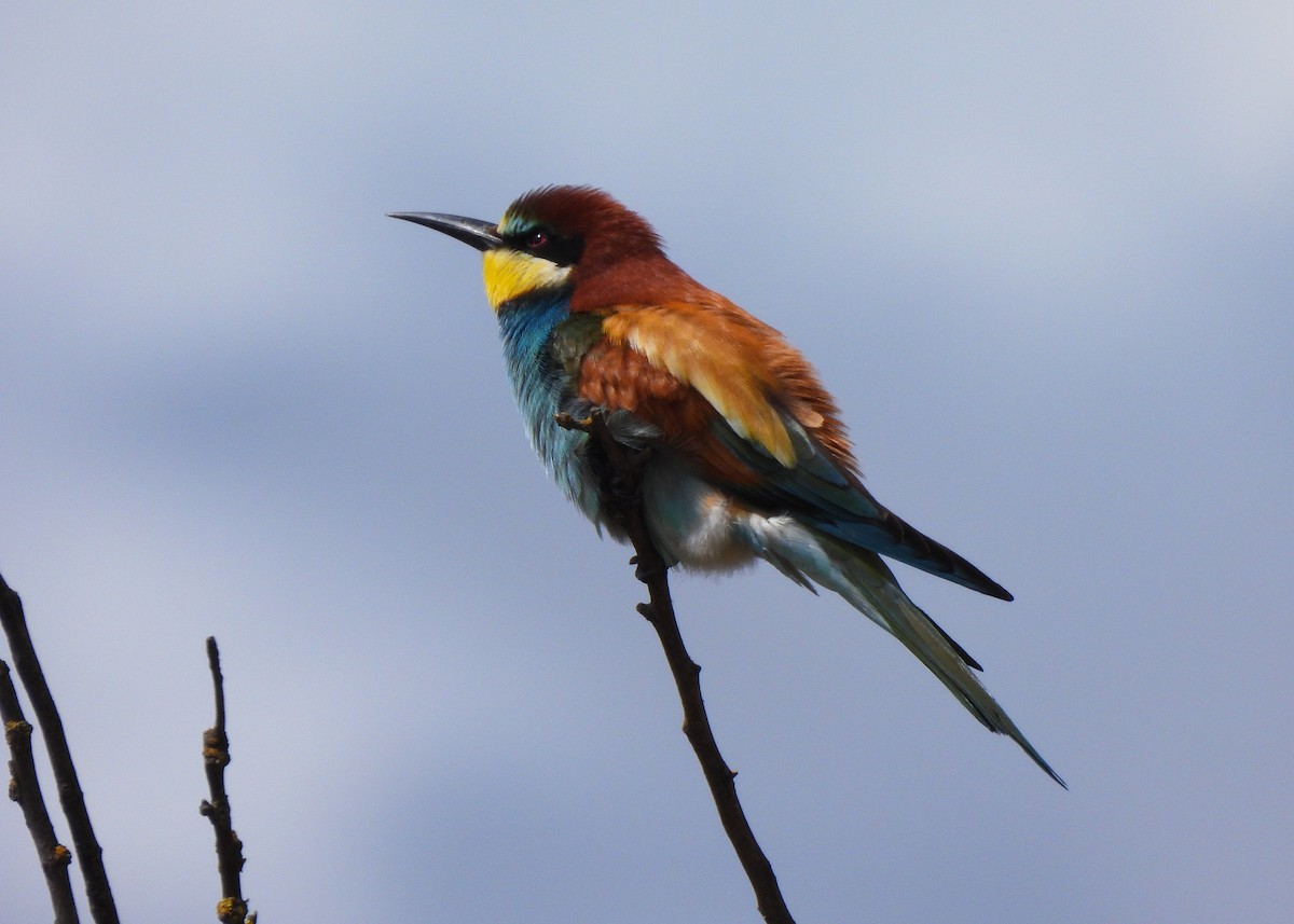 European Bee-eater - Alberto Laiz