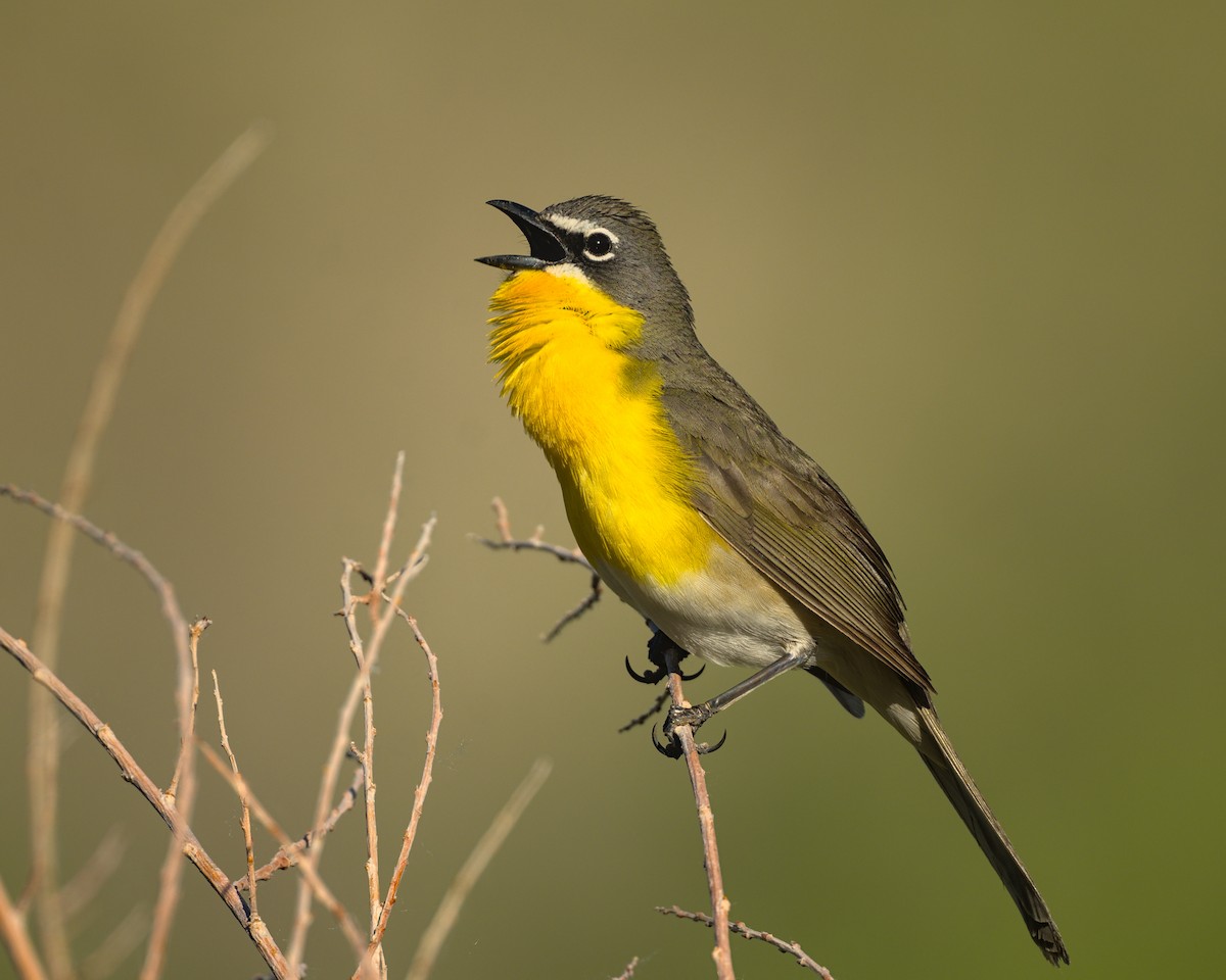 Yellow-breasted Chat - Bartholomew Birdee