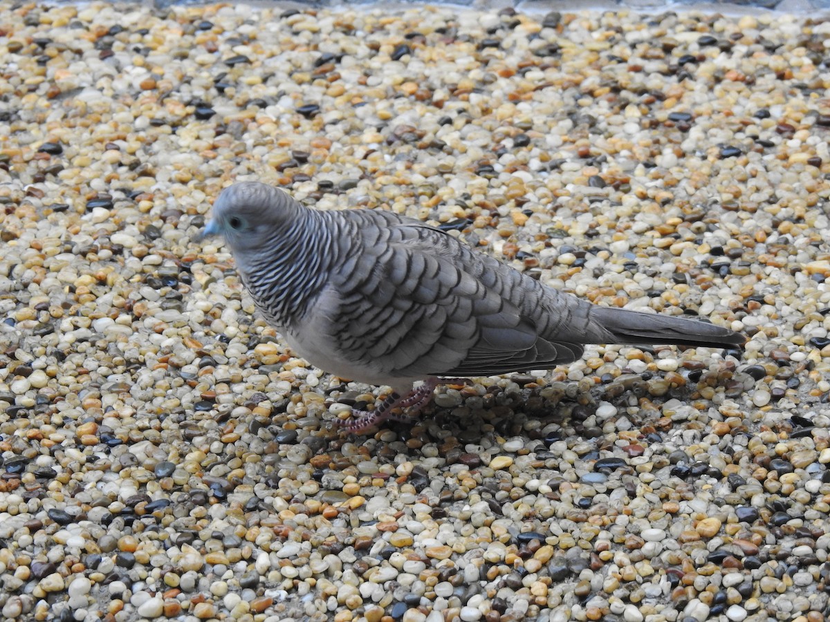 Peaceful Dove - Monica Mesch