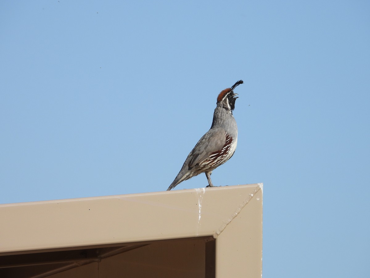 Gambel's Quail - Steve Houston