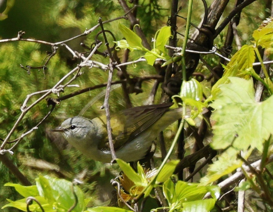 Tennessee Warbler - Rob Crawford