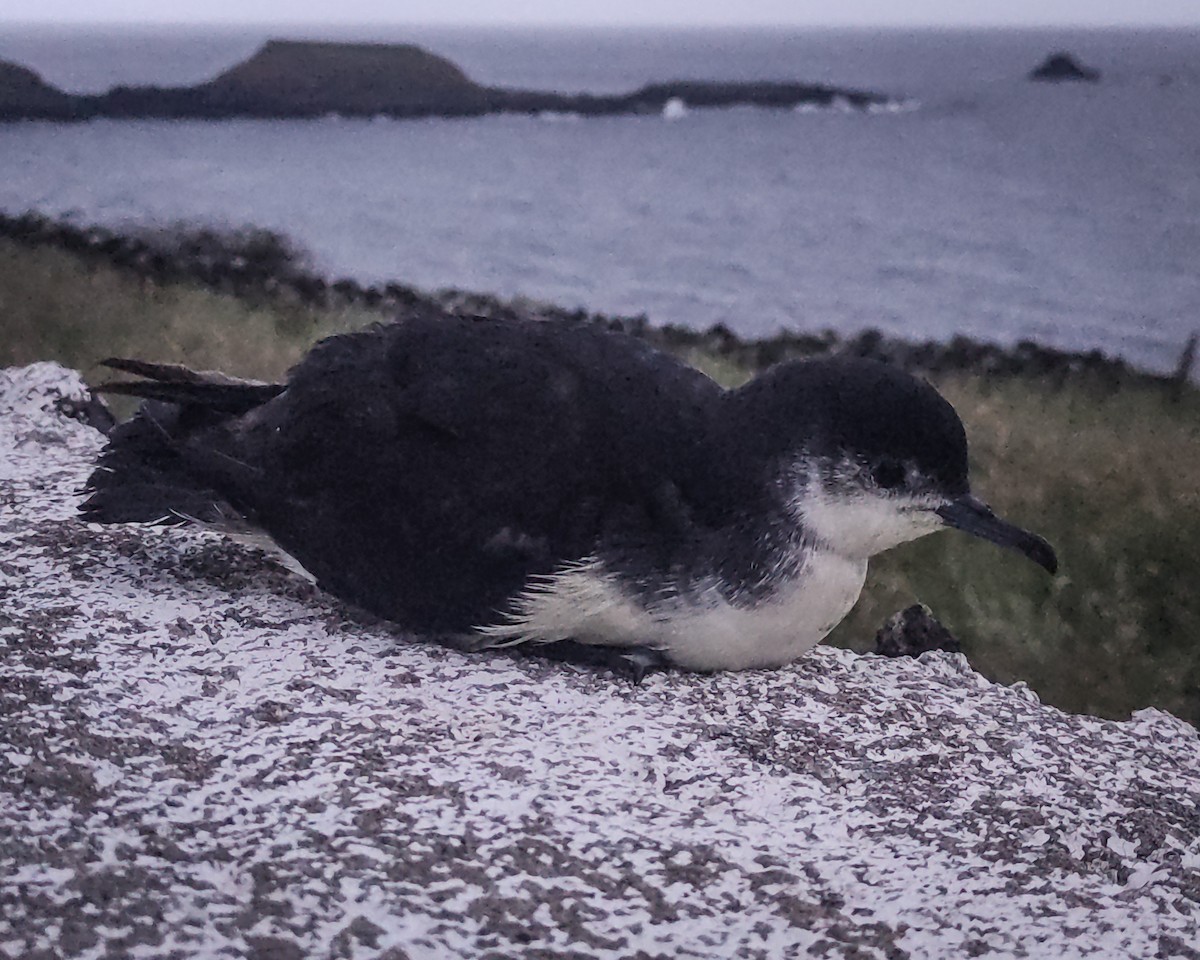 Barolo Shearwater - ML619458758