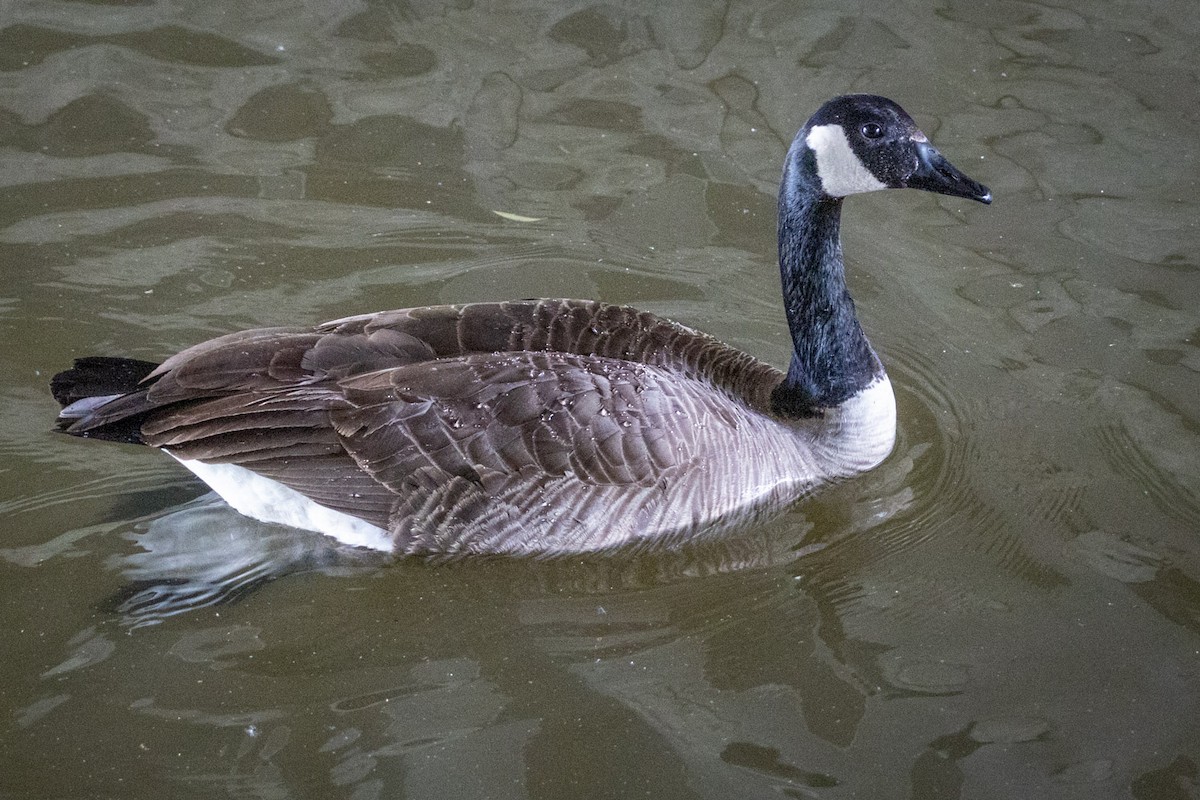 kanadagås - ML619458767