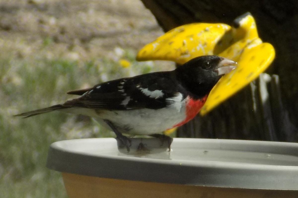 Rose-breasted Grosbeak - Dawn Lynn