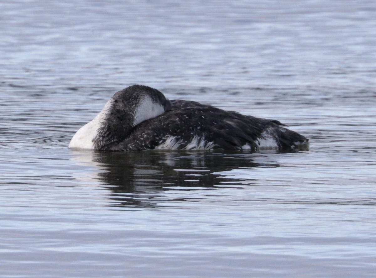 Red-throated Loon - Kim  Garrison