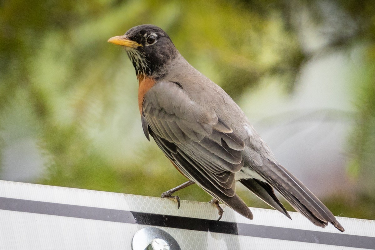 vandretrost - ML619458776